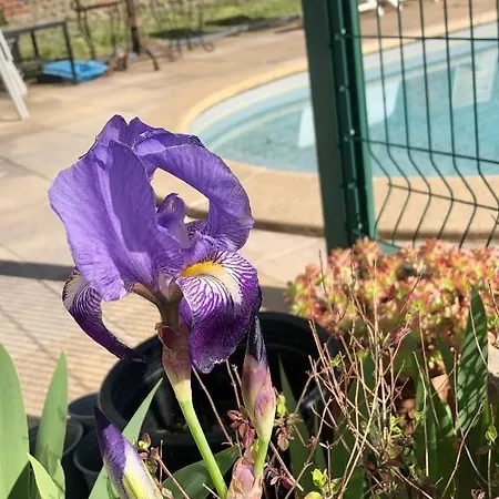 Wisteriamaubourguet * Maubourguet